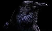 Crow